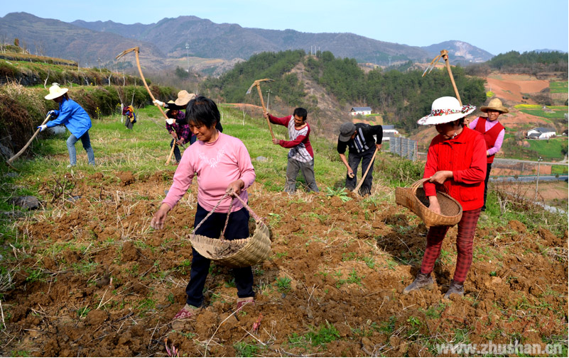 溢水镇：抢种药材筑强脱贫产业