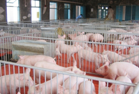 楼台乡多举措做好非洲猪瘟疫情防控工作