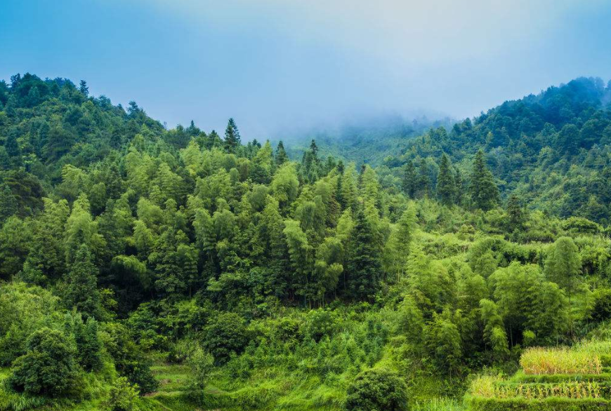 得胜镇大力实施“大绿化工程”