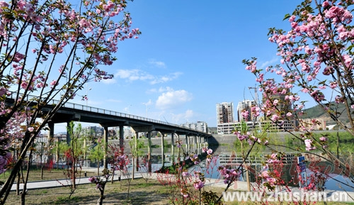 樱花扮靓竹山城