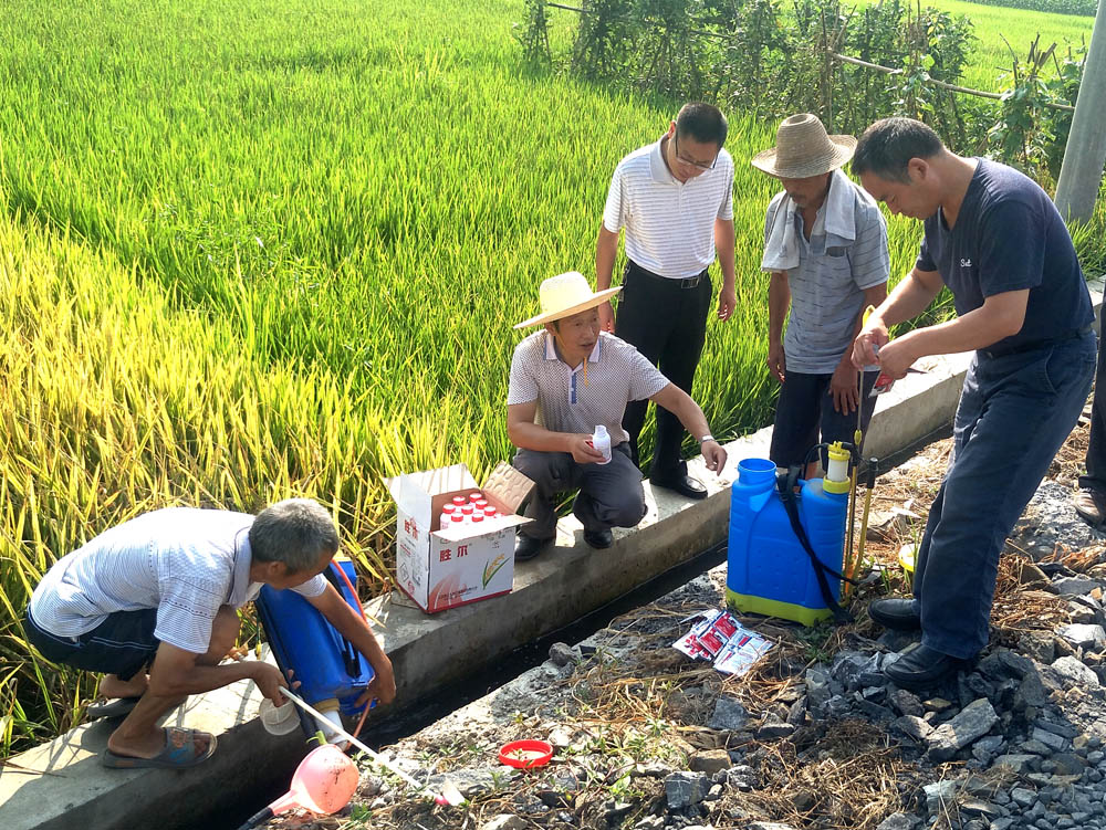 积极做好稻田病虫害防治
