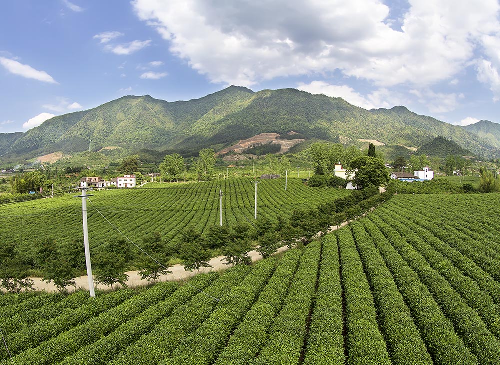 方孝春督查西西片區(qū)高標(biāo)準(zhǔn)茶園建設(shè)