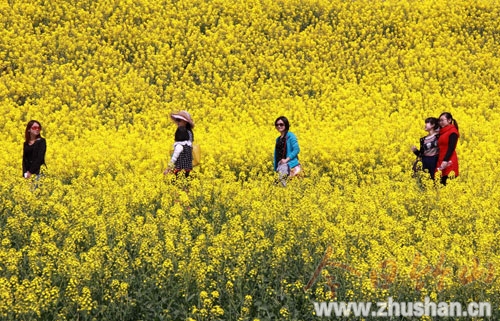 油菜花开醉游人 （图文）
