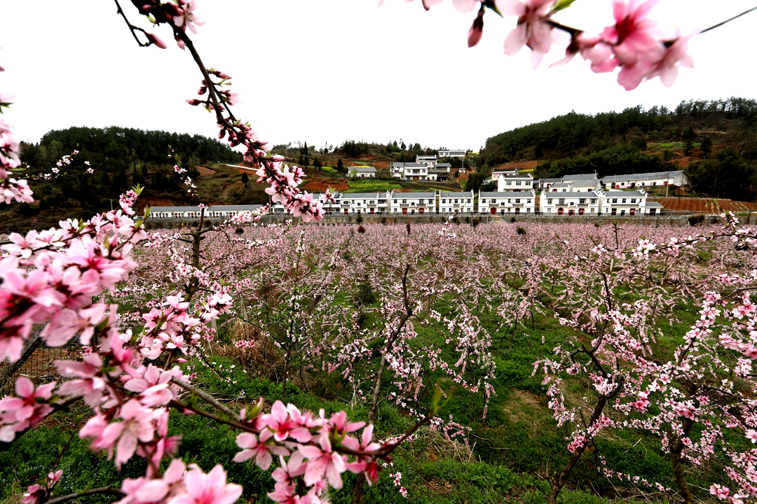 种植油桃美乡村