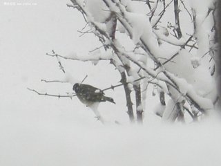 雨雪天气致湖北45县市区74.87万人受灾 损失12.63亿元