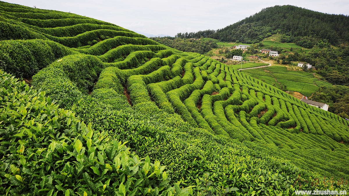 “聚焦秋冬农业开发”②：做强做优茶产业