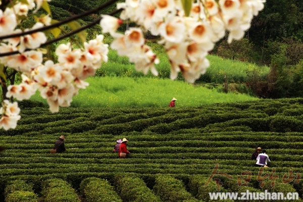 “钟点工”俏茶园(图文)