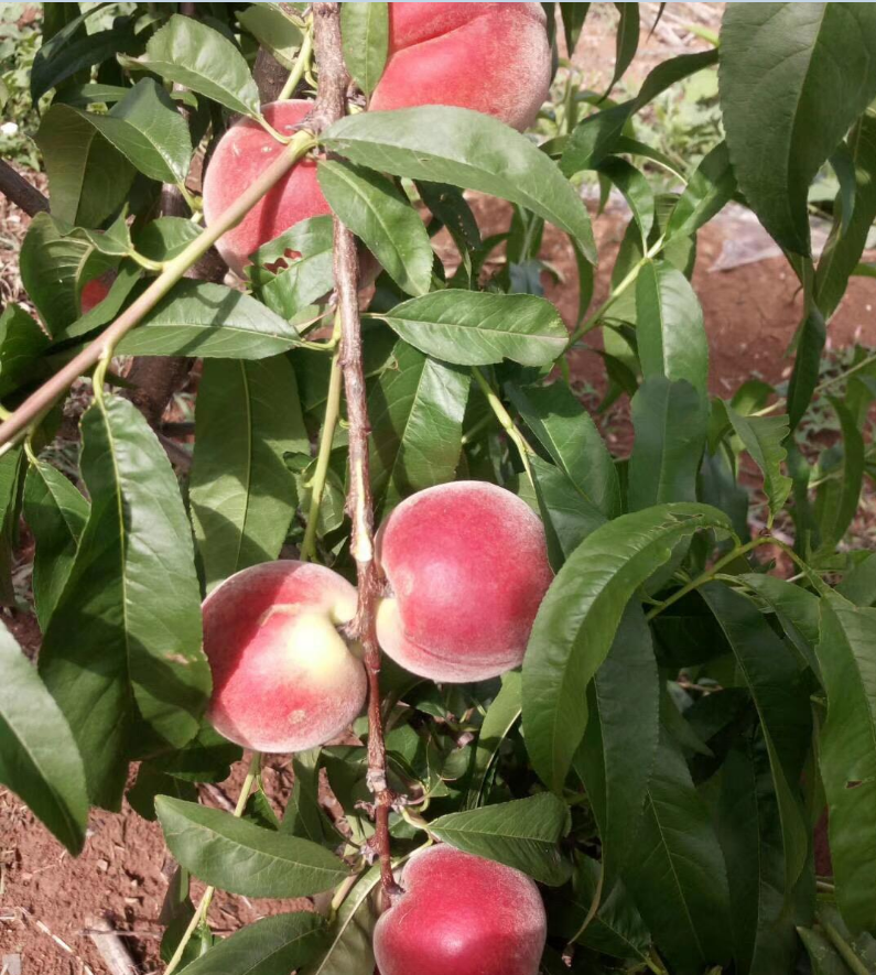 宝丰镇公平村：“扶贫桃”熟了