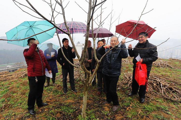 城关镇：科技下乡培训 助林农增效