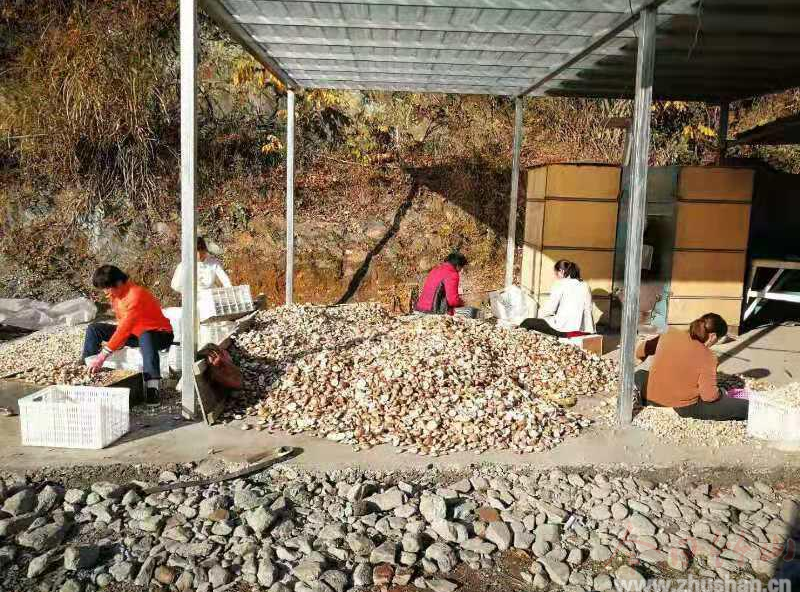 得胜镇：靠技术创收 唯勤劳致富