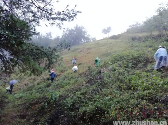 得胜镇 ：“精准灭荒“ 风雨无阻