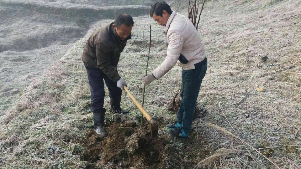 竹坪乡全力推动春季造林绿化工作