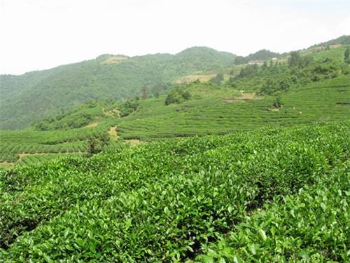 得胜镇：凝心聚力开好局