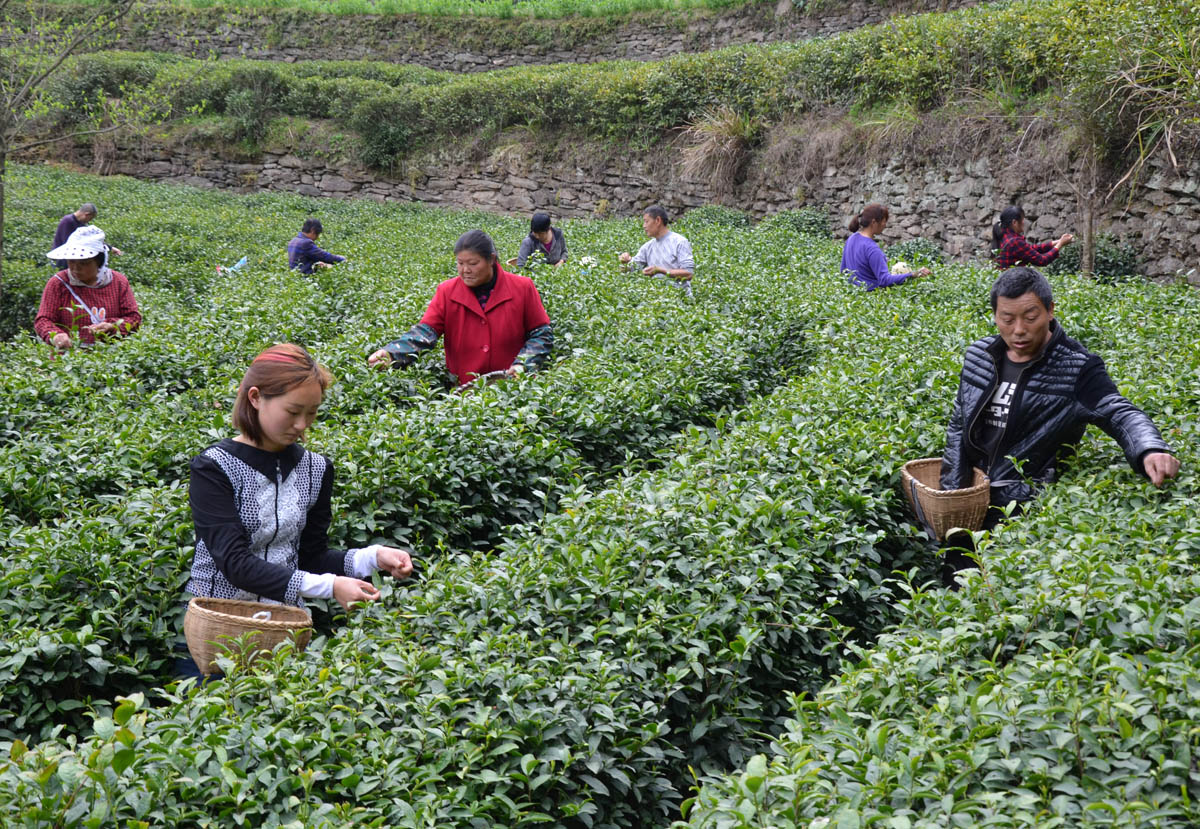 城关镇：构建茶产业生态旅游经济走廊