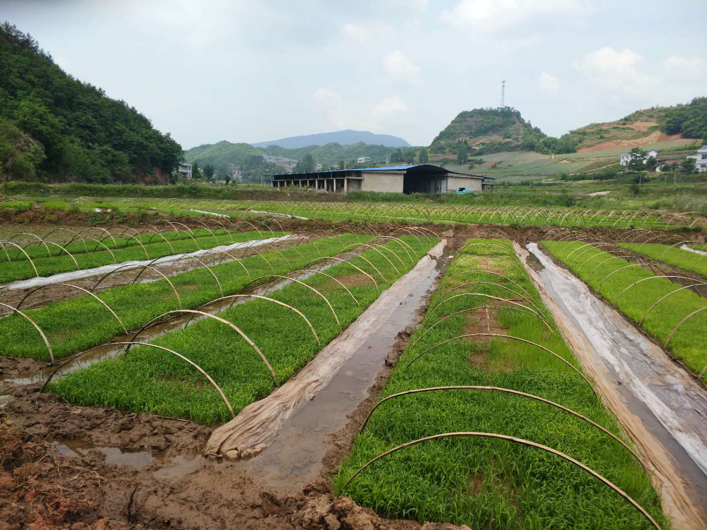 擂鼓镇：发展西河贡米基地400余亩