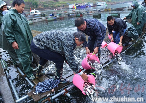 离开网箱 跳进库区溢水镇一千万尾鱼苗自由了