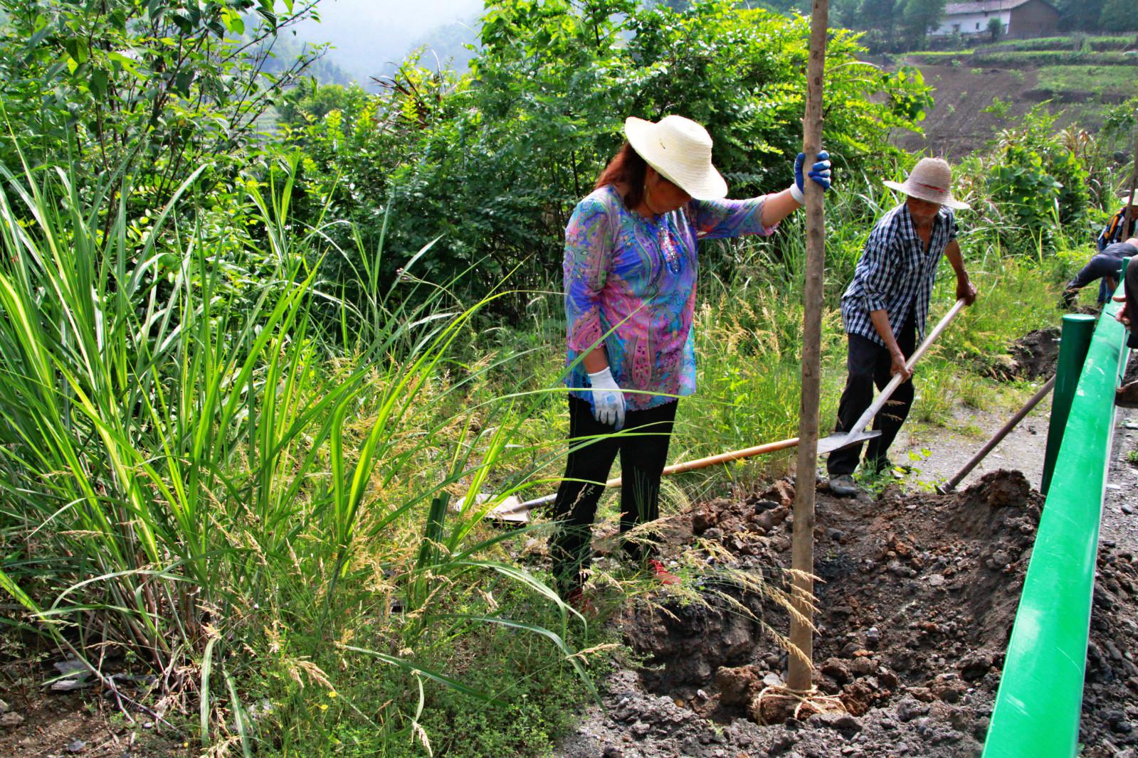 上庸镇：苗木栽植美乡村