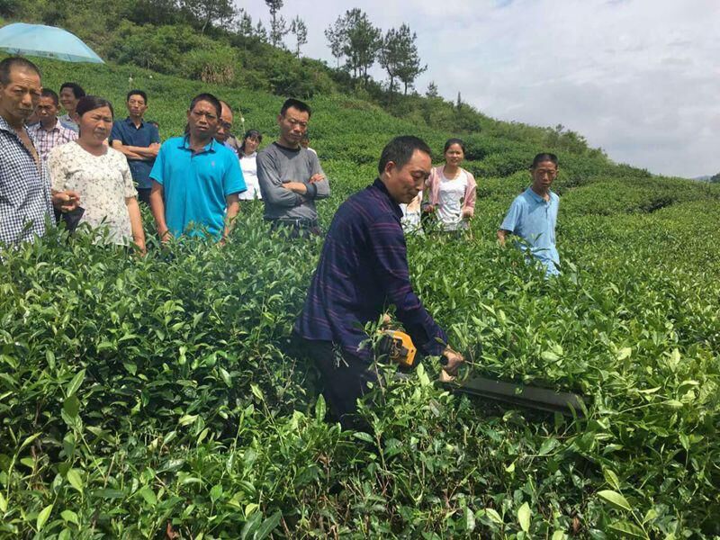 全縣秋冬產業(yè)建設現場推進會召開