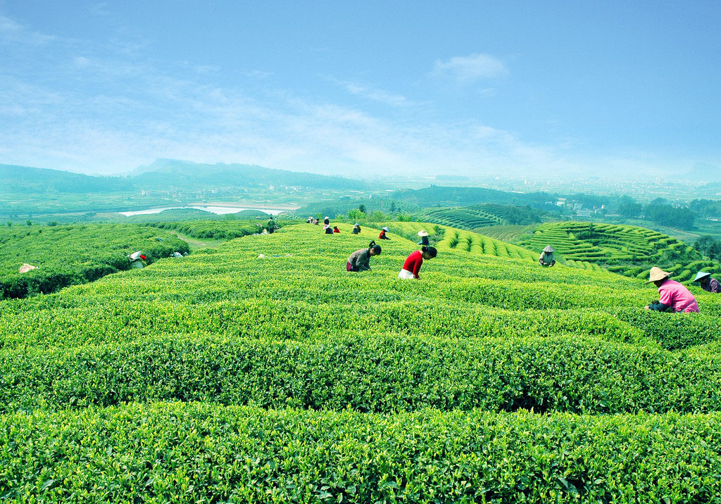 刘家山上取茶经