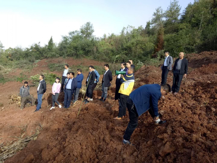 秦古镇：组织开展茶园建设观摩学习