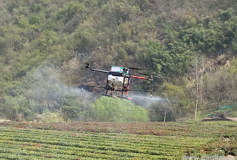 得胜镇：“小飞侠”管护茶园