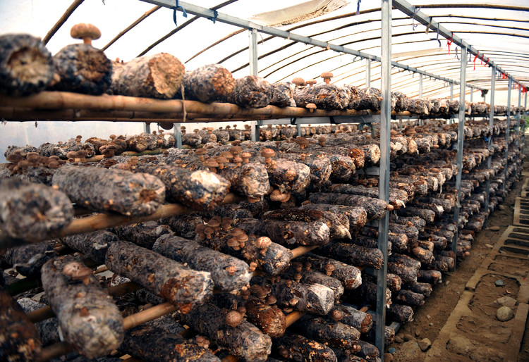 潘口乡：一条龙服务促进香茹增产保丰收 