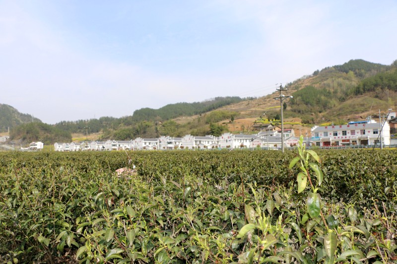 竹坪乡:开展乡村整治 建设美丽乡村