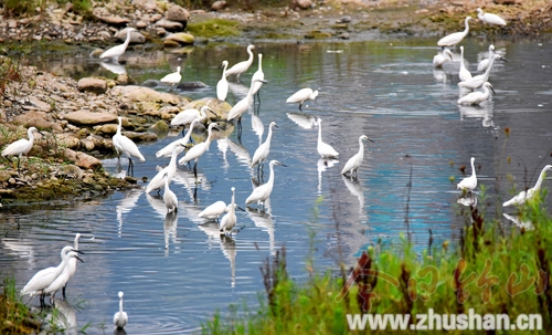 堵河河畔白鹭飞