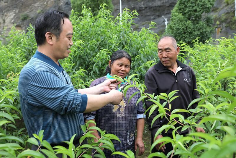 潘口乡：弃石料上长“金果”