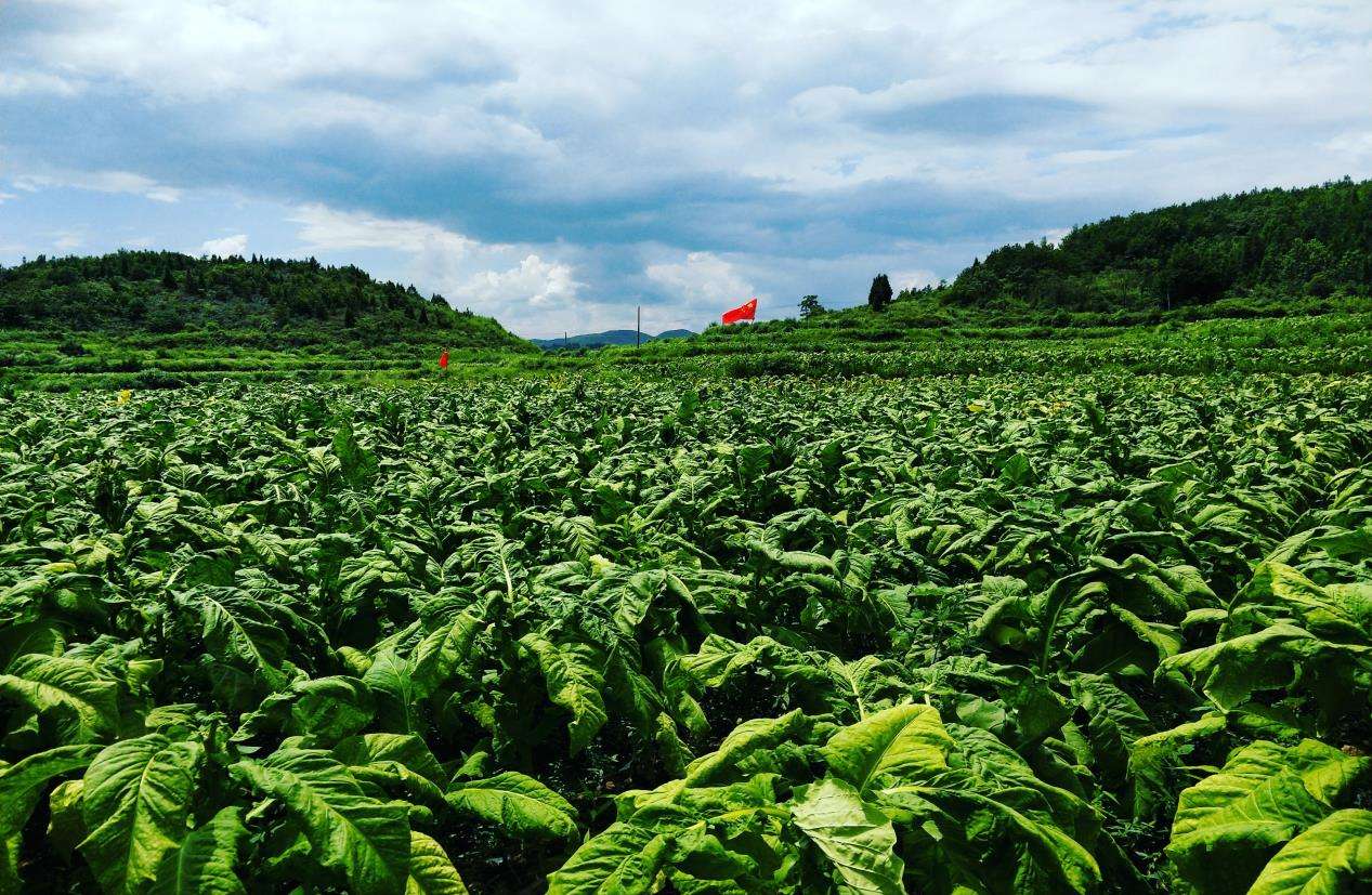 柳林乡公祖村：青山生金 绿水聚财