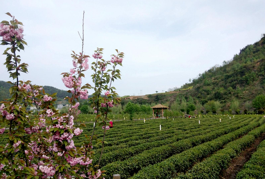 茶乡春色美
