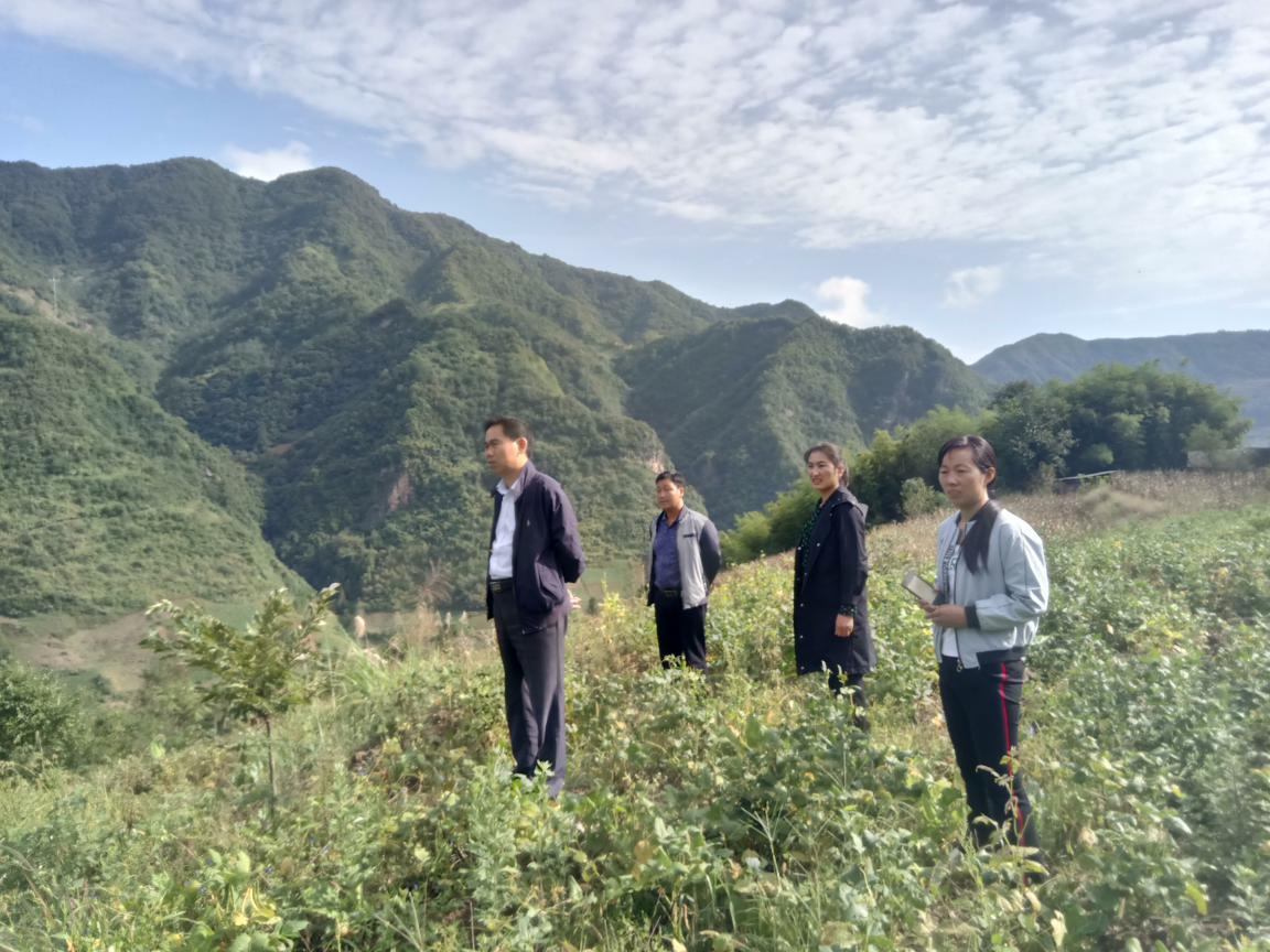 官渡镇:全员齐上阵 抓好茶园建设