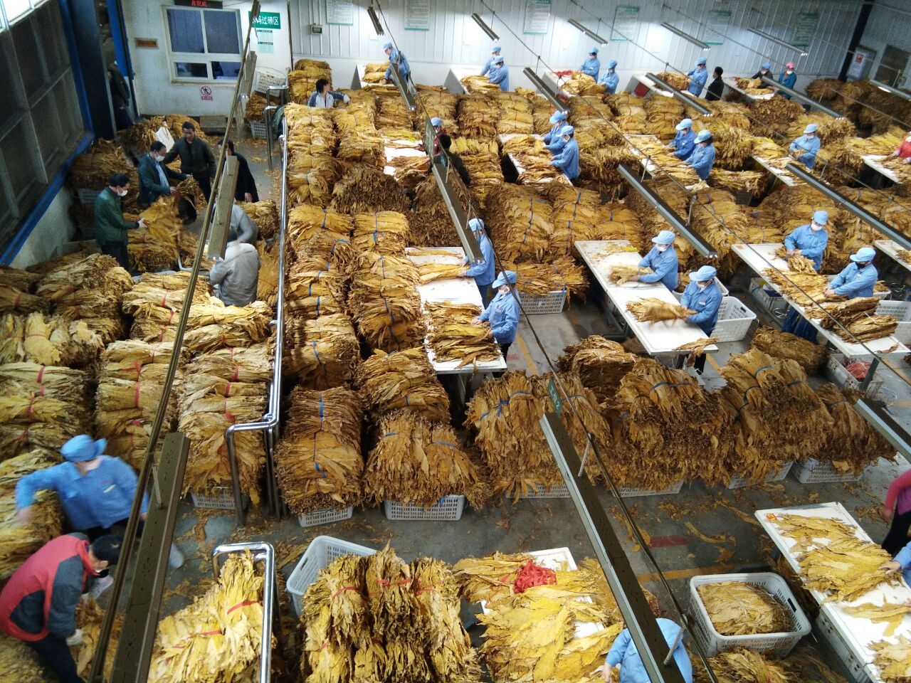 官渡镇：烟叶产值突破1600万元