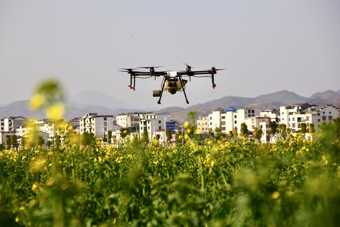 麻家渡镇：植保无人机为千亩油菜“会诊”
