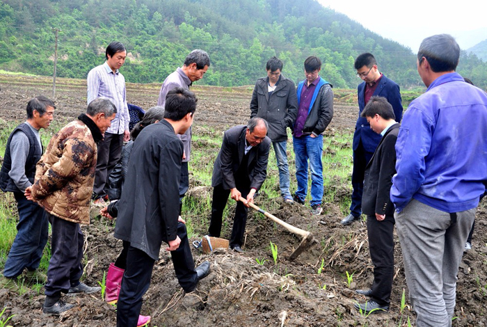 得胜全力推进茶园套种全覆盖