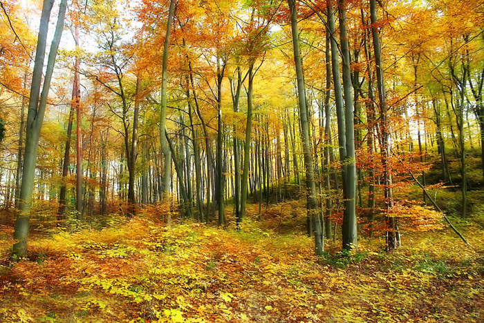 溢水镇大力发展林下经济