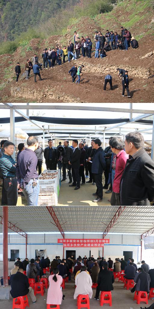 深河乡：产业扶贫稳推进 群众致富路更宽