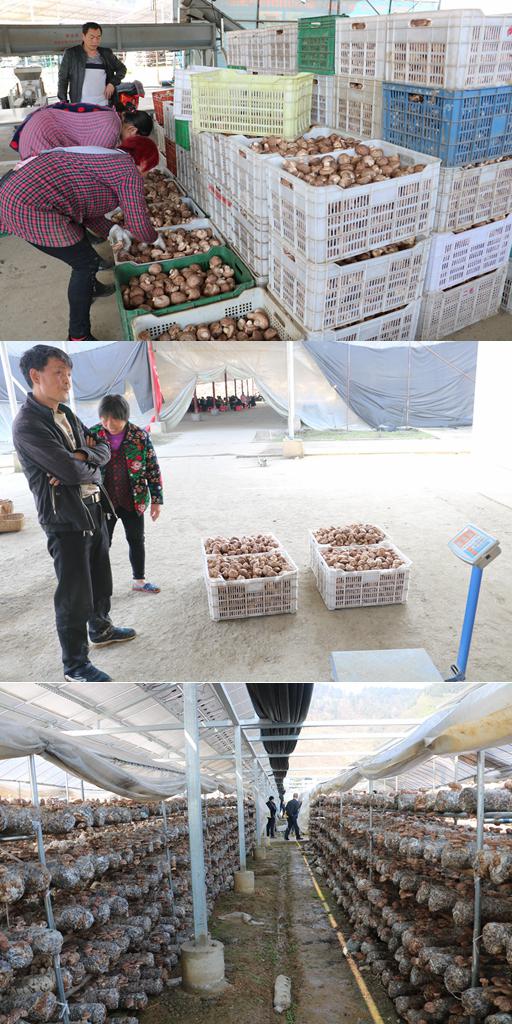 深河乡：产业扶贫结硕果 大棚香菇喜丰收