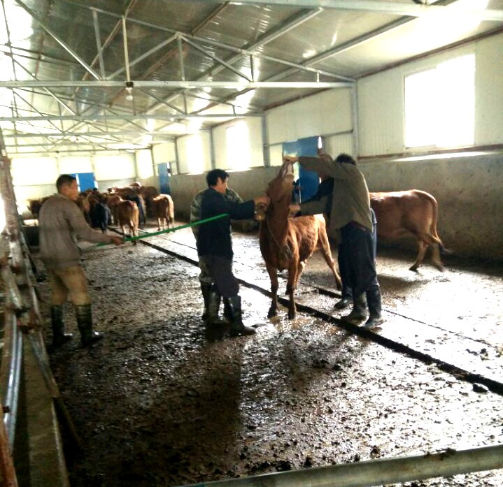 得胜镇扎实做好春季动物防疫工作