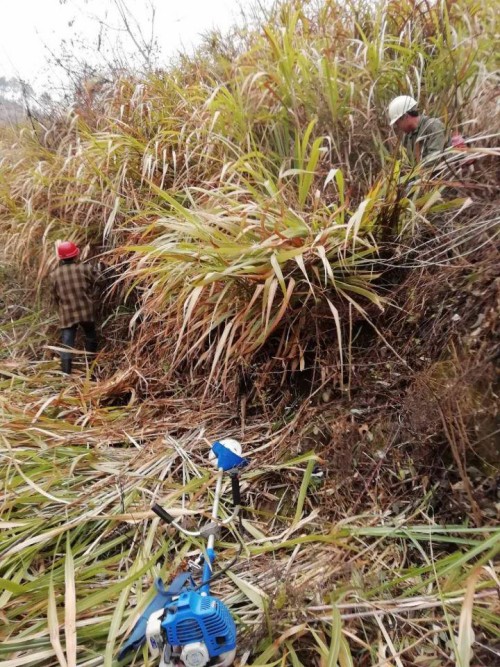 竹坪乡:精准灭荒再发力