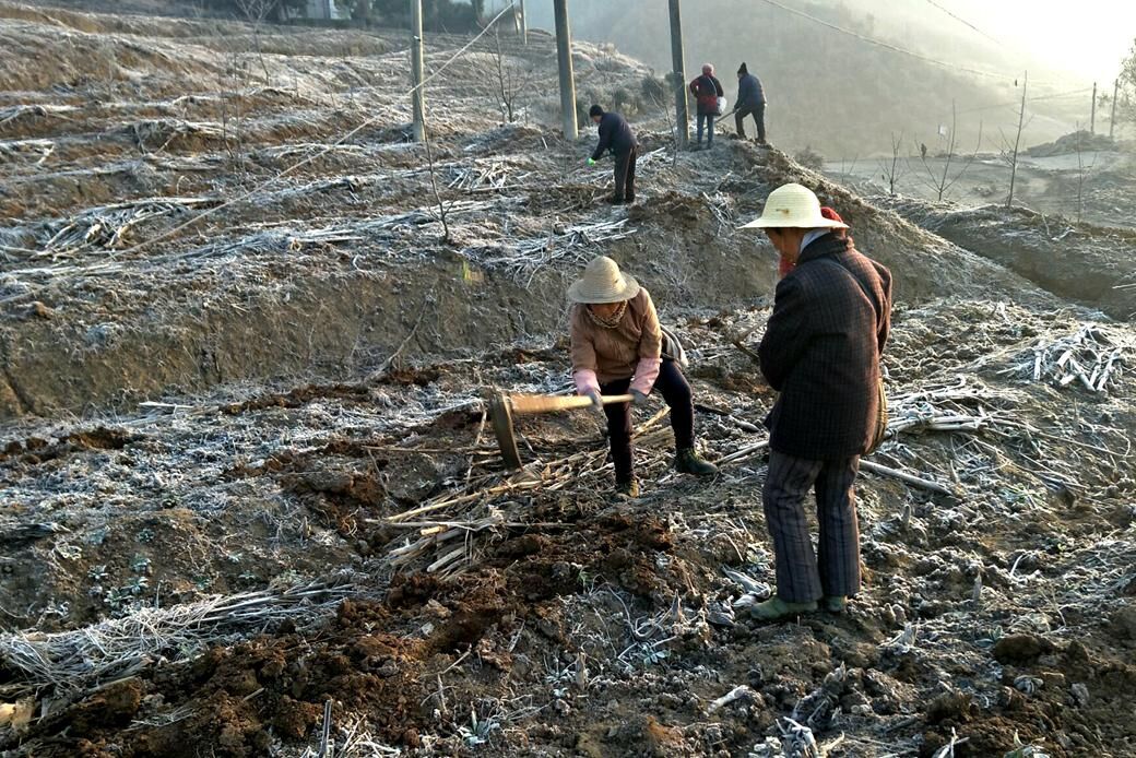 秦古镇：百名茶农忙播“金叶”