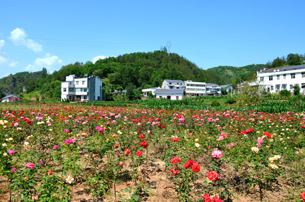 溢水镇：百余名干部进行届末“大体检”