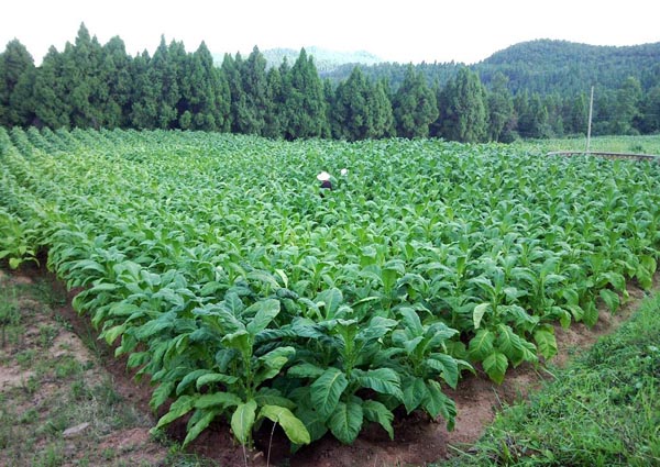 官渡: 支部建在基地 烟叶“钱”景可观