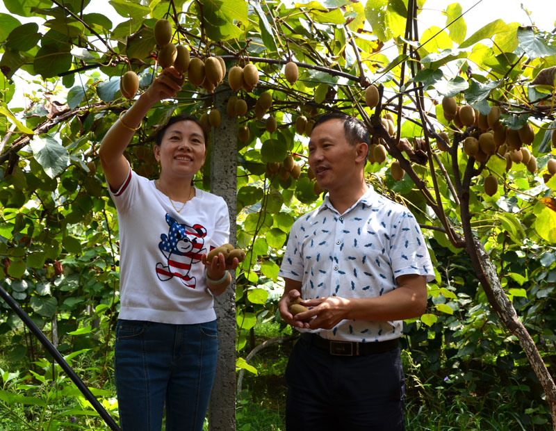 总兵安：千亩猕猴桃结出“致富果”