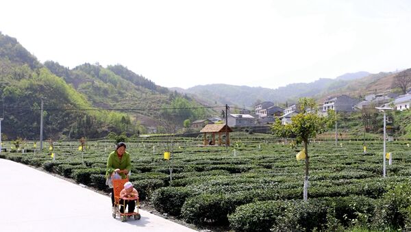 竹坪乡：创意农业促农增收