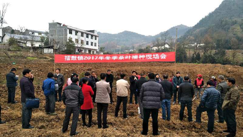 擂鼓镇冬季茶叶播种忙