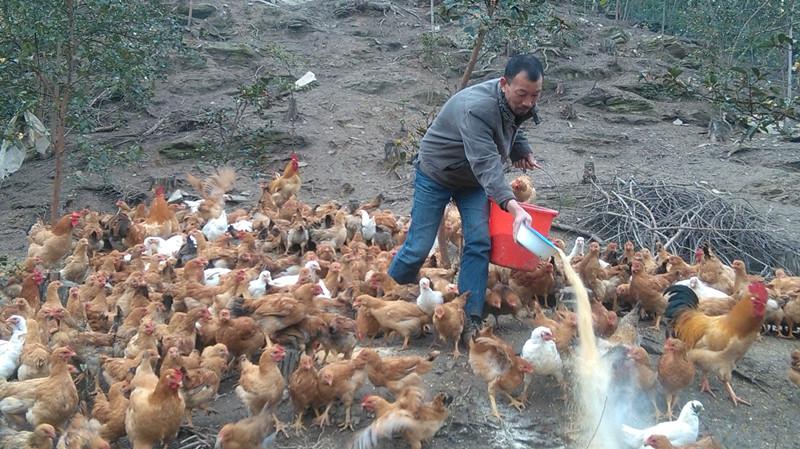 柏元启：养鸡奔小康