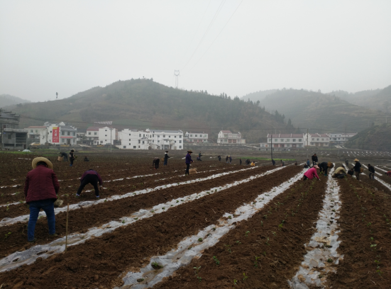 抱团兴茶助脱贫，创新发展奔小康