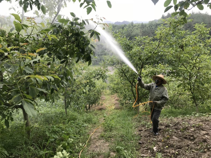 秦古抓好核桃挂果期病虫害防治