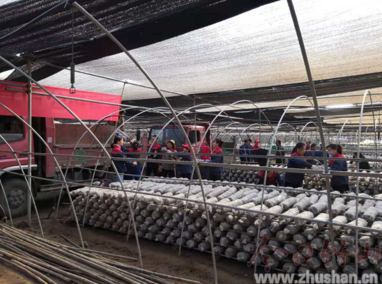 得胜镇：食用菌基地上架忙